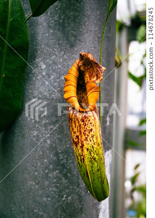 植物園中的豬籠草 114678245
