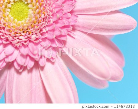 Pink gerbera flower 114678318