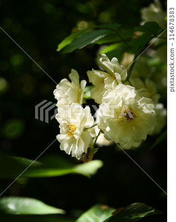 白玫瑰 白玫瑰 114678383