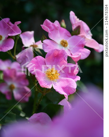 Rose of pink color 114678384