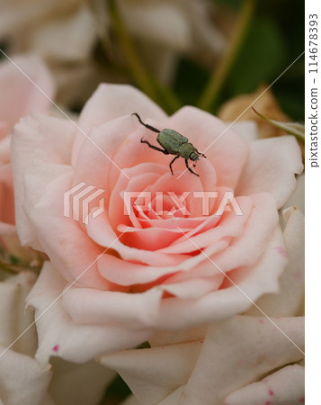Roses and Beetles 114678393