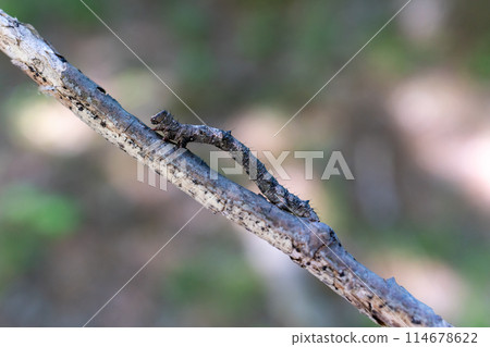 Chakogorimushi Chakogorimushi 114678622