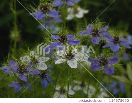 初夏風景:黑種草單白藍花 初夏風景:黑種草單白藍花 114678660