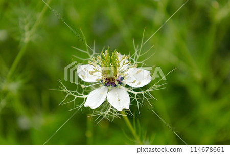 Early summer scenery: single white nigella flower Early summer scenery: single white nigella flower 114678661
