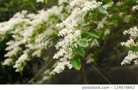 松麻糬的白色花朵,香氣濃鬱 松麻糬的白色花朵,香氣濃鬱 114678662