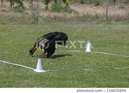 obedience training with a rottweiler obedience training with a rottweiler 114678804