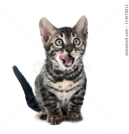 bengal kitten in studio bengal kitten in studio 114678812