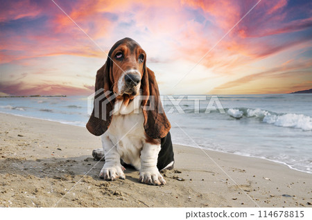 basset hound on the beach basset hound on the beach 114678815