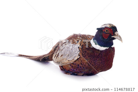 male pheasant male pheasant 114678817