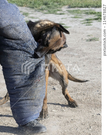 training of belgian shepherd training of belgian shepherd 114678827