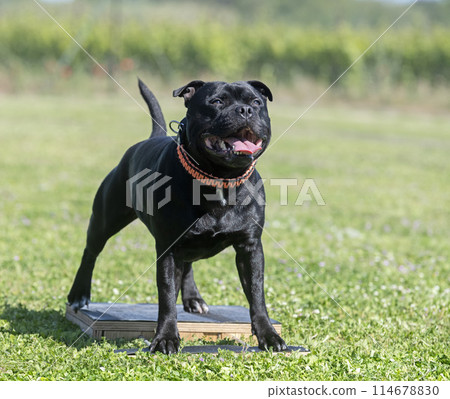 staffordshire bull terrier training staffordshire bull terrier training 114678830