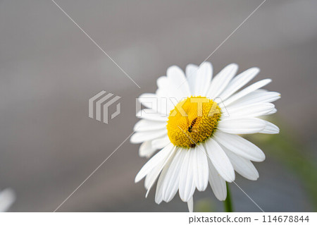 White flowers in early summer and the insects that gather around them White flowers in early summer and the insects that gather around them 114678844