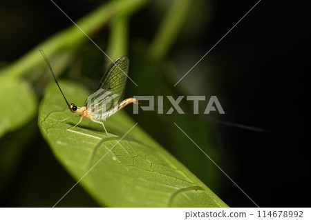 Phyllosterone carpet 114678992