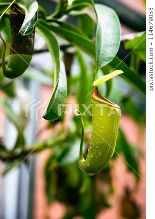 Nepenthes in the botanical garden 114679033
