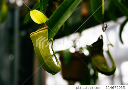Nepenthes in the botanical garden 114679035