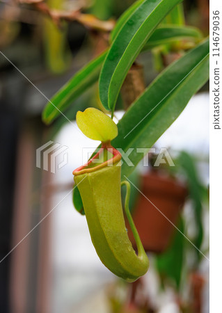 Nepenthes in the botanical garden 114679036