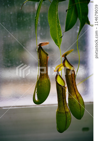 植物園中的豬籠草 114679039