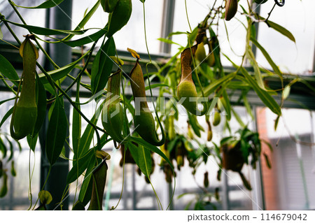 植物園中的豬籠草 114679042