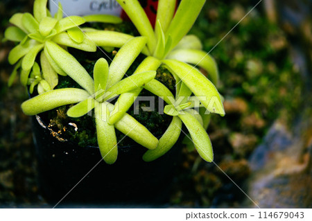 Leaves of the insect violet 114679043