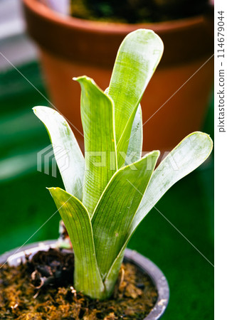 Brokinia in a pot Brokinia in a pot 114679044