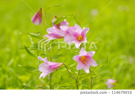 Lily Fish 114679058