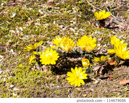 Pretty and beautiful Adonis ramosa heralding the arrival of spring blooming on a fresh moss carpet 114679086