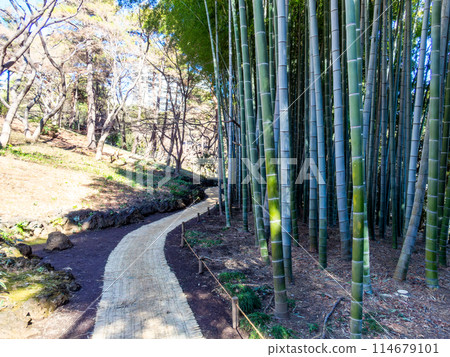 冬日蔚藍的天空下,竹林閃閃發光 冬日蔚藍的天空下,竹林閃閃發光 114679101