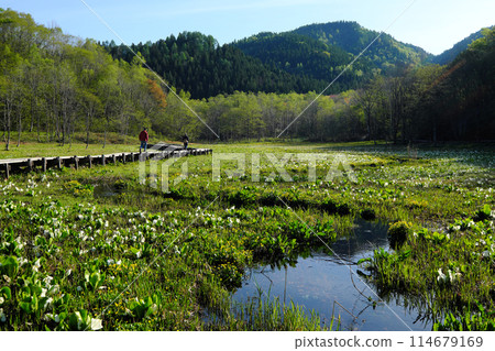 臭菘叢生的池原濕地 114679169