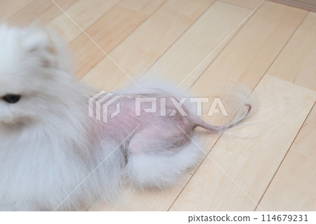 博美犬病、X型禿頭（Alopecia X） 114679231