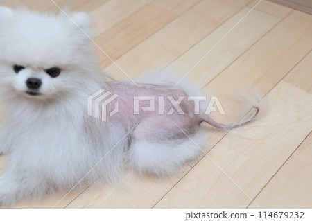 博美犬病、X型禿頭(Alopecia X) 博美犬病、X型禿頭(Alopecia X) 114679232