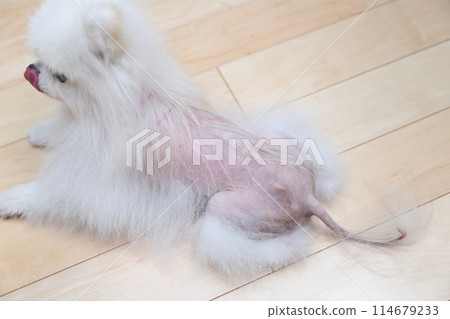 Alopecia X (hair loss X), a disease in Pomeranians Alopecia X (hair loss X), a disease in Pomeranians 114679233