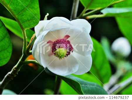 Fragrant Oyama lotus flowers 114679237