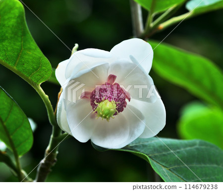 大仙蓮花散發著清香 114679238