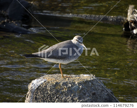黃鷸, 鷸, 鴴, 野生鳥類 114679276