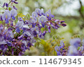紫藤花的魅力 114679345