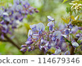紫藤花的魅力 114679346