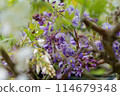 紫藤花的魅力 114679348