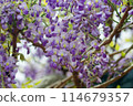 紫藤花的魅力 114679357