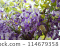 紫藤花的魅力 114679358