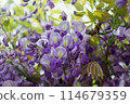 紫藤花的魅力 114679359