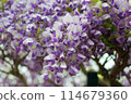 紫藤花的魅力 114679360