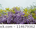 紫藤花的魅力 114679362