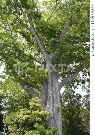 Large zelkova at Kumano Shrine Large zelkova at Kumano Shrine 114679370