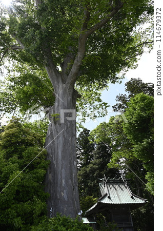 Large zelkova at Kumano Shrine Large zelkova at Kumano Shrine 114679372