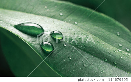 Water drops on green leaf abstract background. Raindrops, water on leaf. Fresh, juicy, beautiful tree leaf closeup. Summer, nature background. 114679395