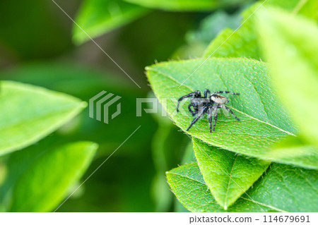 Jumping spider (male) 114679691