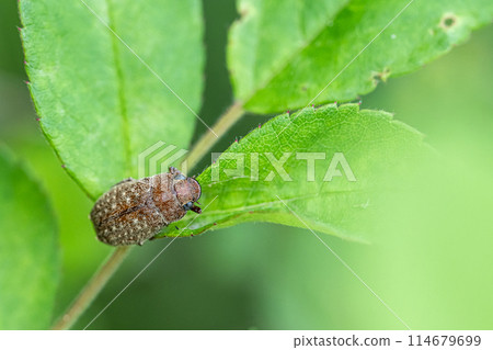 Koichakogane Koichakogane 114679699