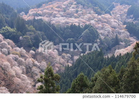 Yoshino-san的第一眼Senbonzakura 114679700