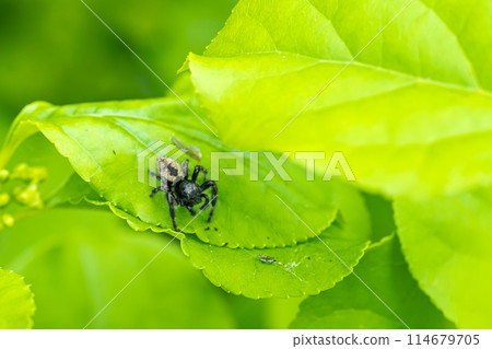 Jumping spider (male) 114679705