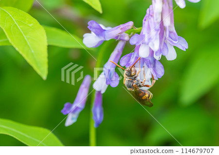 A giant hornet sucking nectar from a flower 114679707